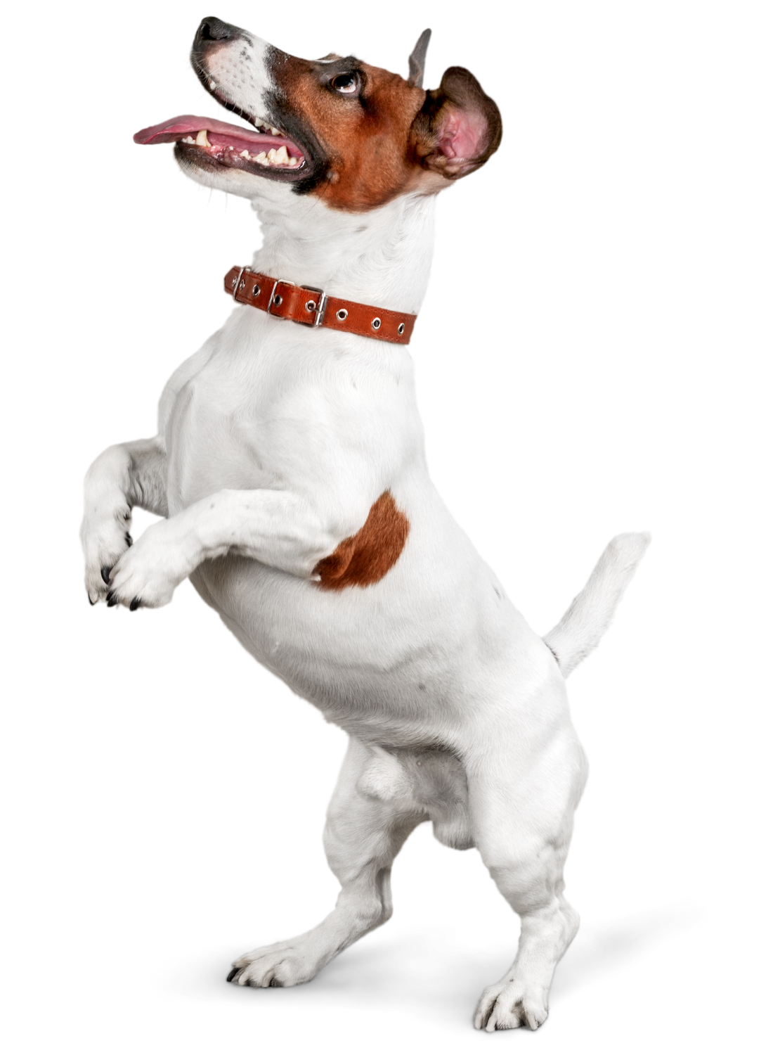 Happy Jack Russell standing on back legs