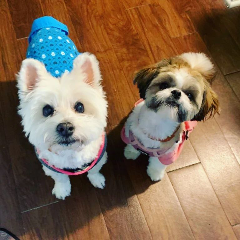 Two Dogs Staring Up At Camera