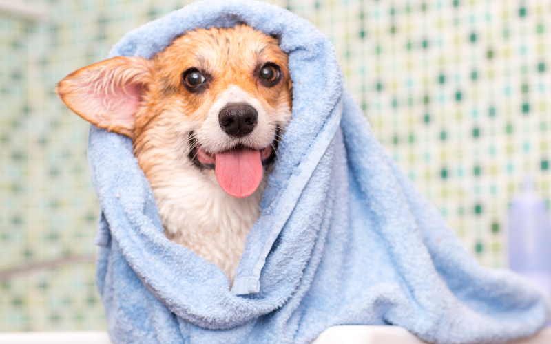 Corgi Being Towel Dried After a Bath