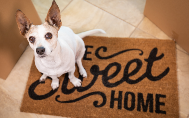 Dog Sitting On Welcome Rug And Staring At Camera