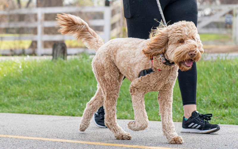 Someone Walking a Dog With a Leash On a Road