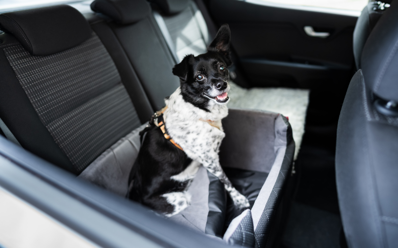 Dog Sitting in a Dog Bed in the Back of a Car