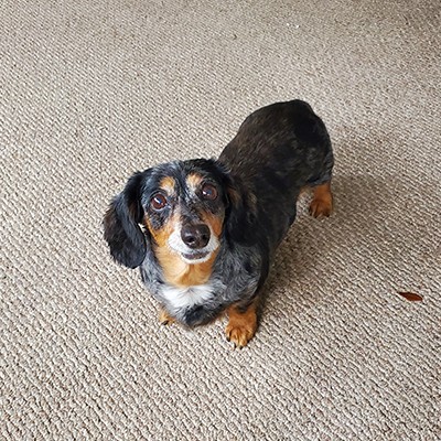 Popcorn Picture of Popcorn (Rainbow Bridge Dog)