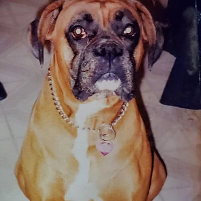 Mylasia Picture of Mylasia (Rainbow Bridge Dog)