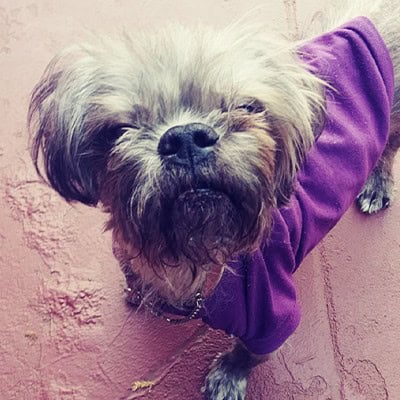 Sassy Picture of Sassy (Rainbow Bridge Dog)