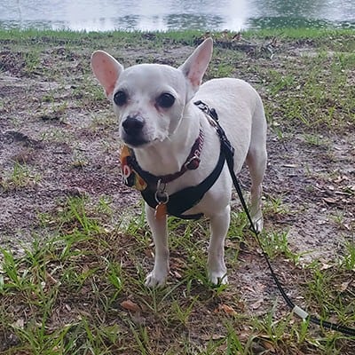 Radar Picture of Radar (Rainbow Bridge Dog)