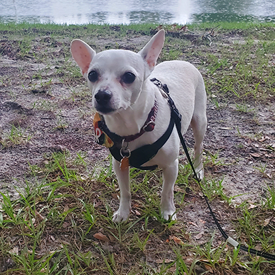 Picture of Radar (Rainbow Bridge Dog)