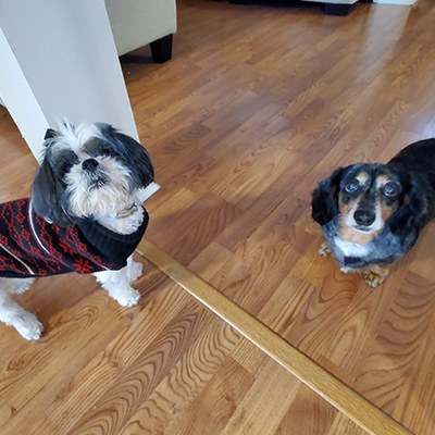 Picture of Tori & Popcorn (Rainbow Bridge Dog)