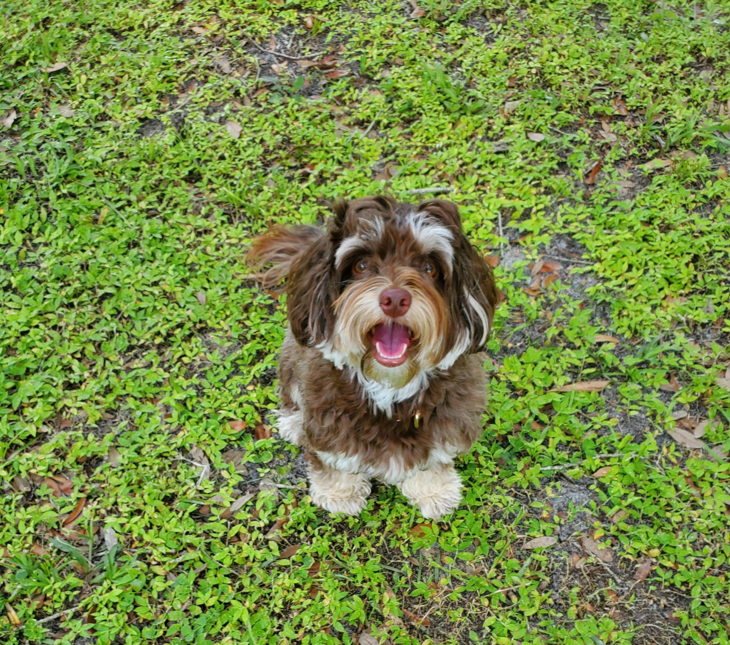 Dog Sitting On Grass and Looking Up At Camera