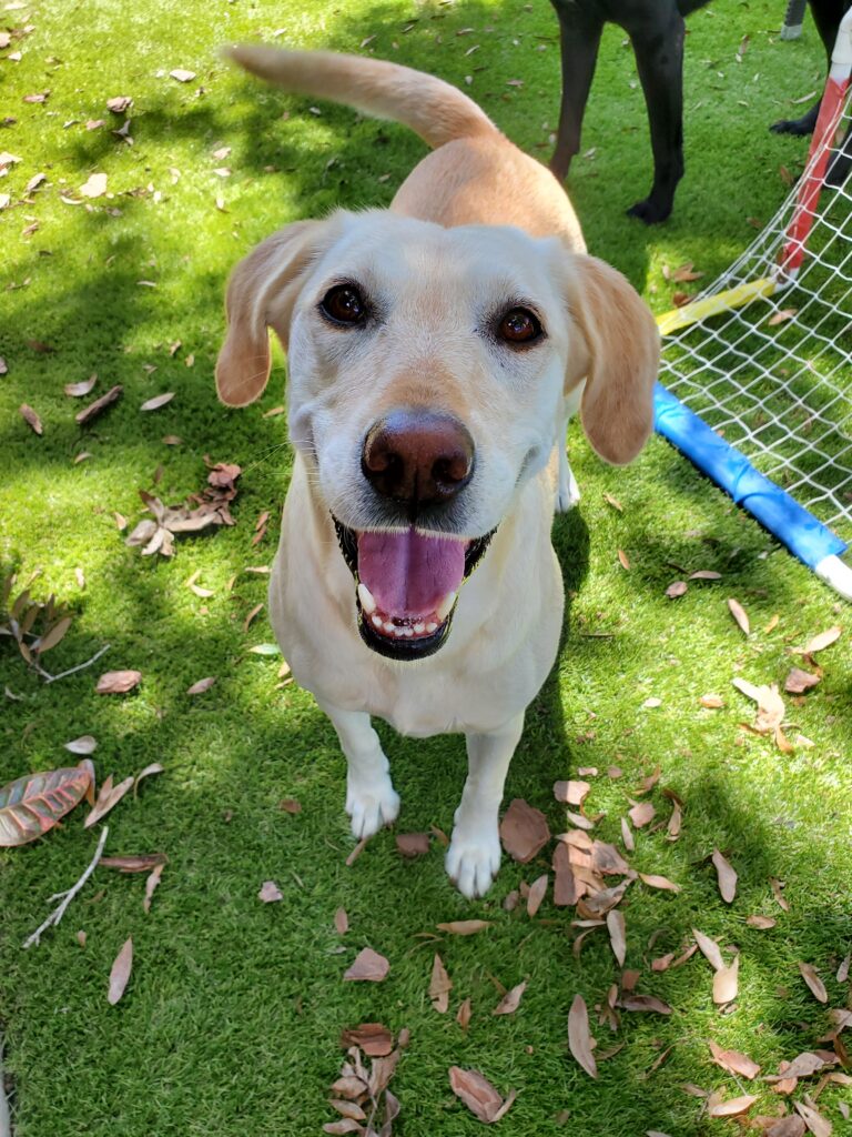 Dog Staring At Camera From Behind a Soccer Goal