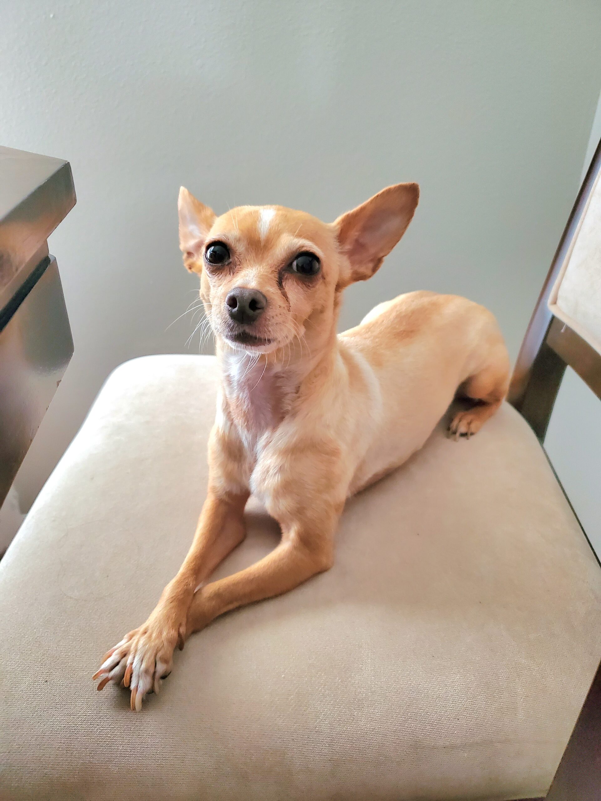 Dog Sitting on Chair and Looking at Camera