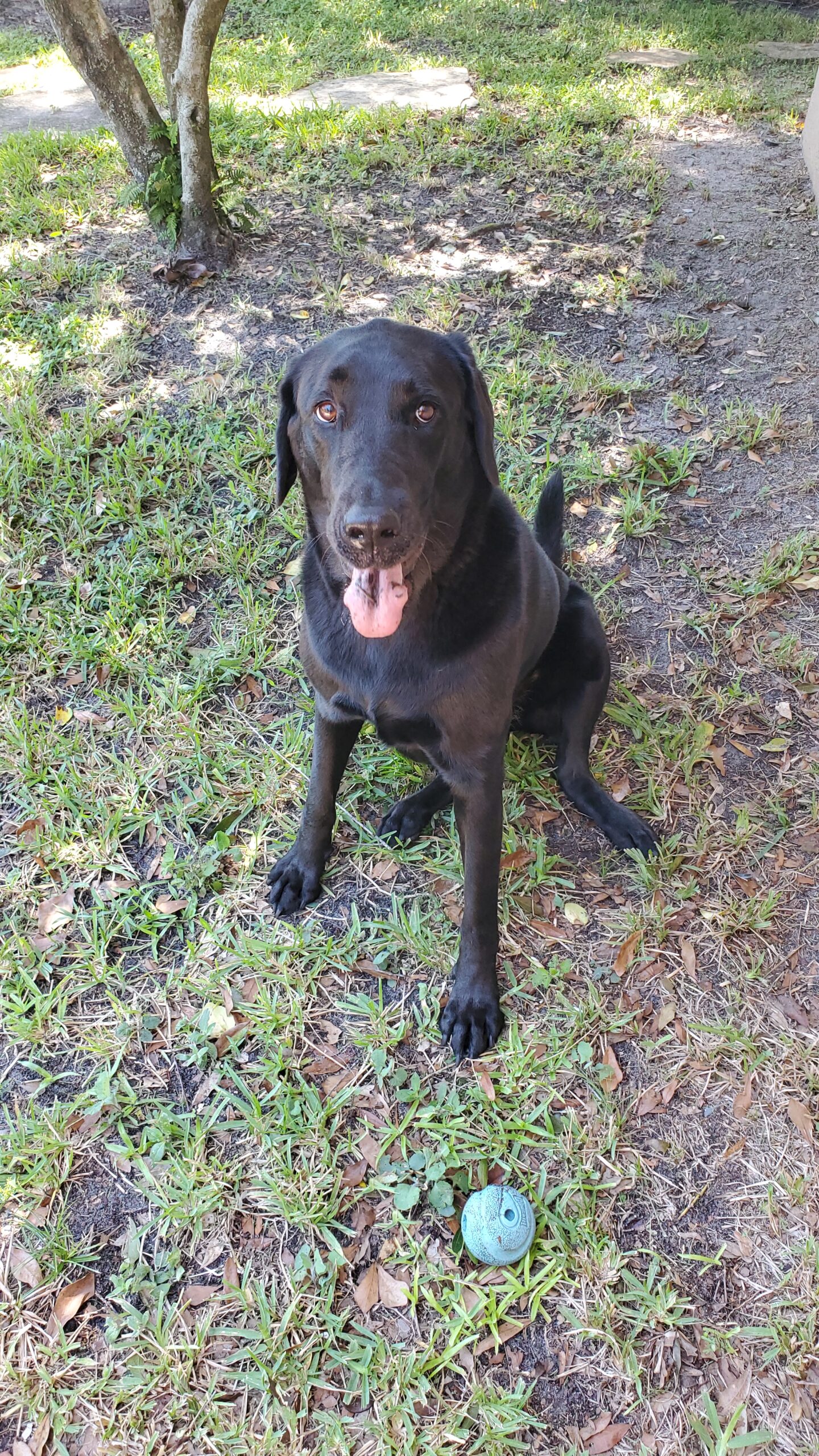 Dog Staring at Camera