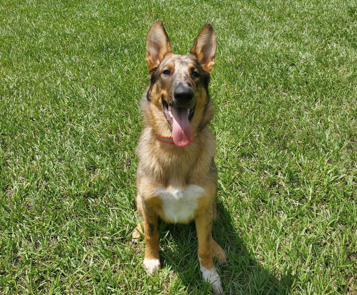 Dog Staring at Camera While Sitting on Grass