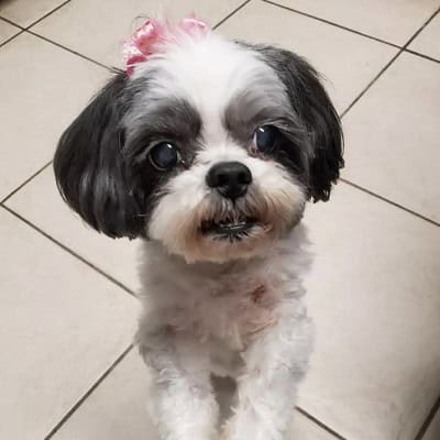 Tori Picture of Tori (Rainbow Bridge Dog)