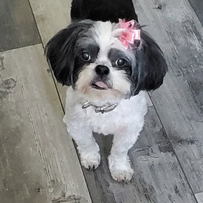 Tori Picture of Tori (Rainbow Bridge Dog)