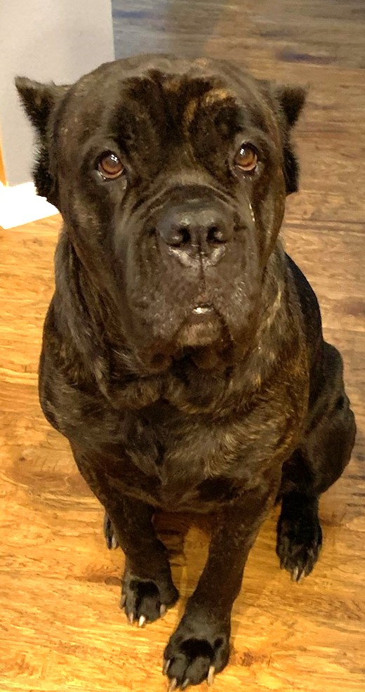 A Dog Named Lex is Sitting and Staring at Camera