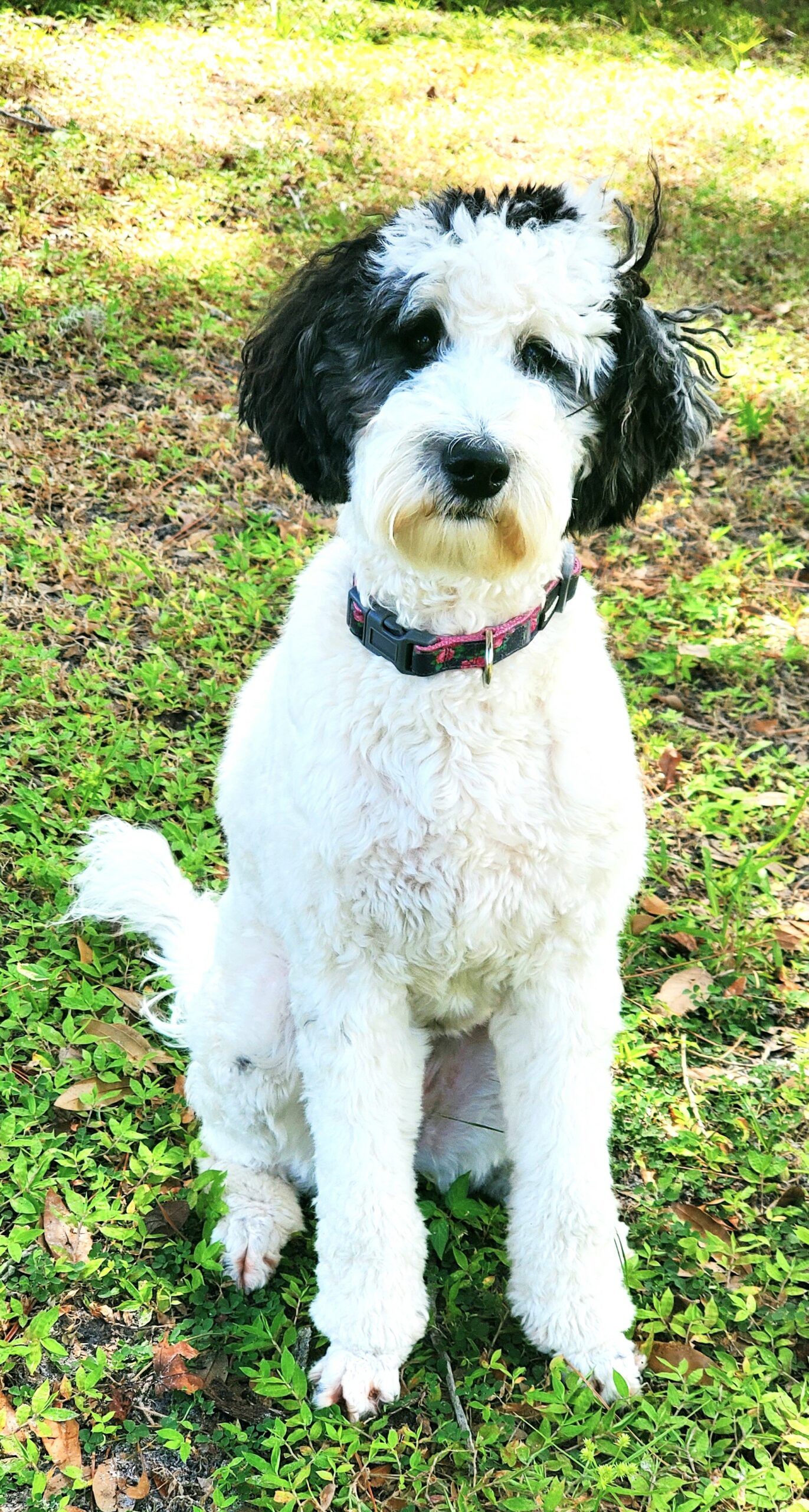 Agape Dog Staring at Camera