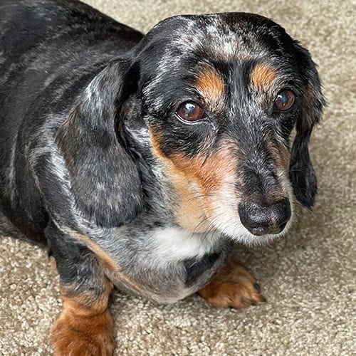 Popcorn Picture of Popcorn (Rainbow Bridge Dog)