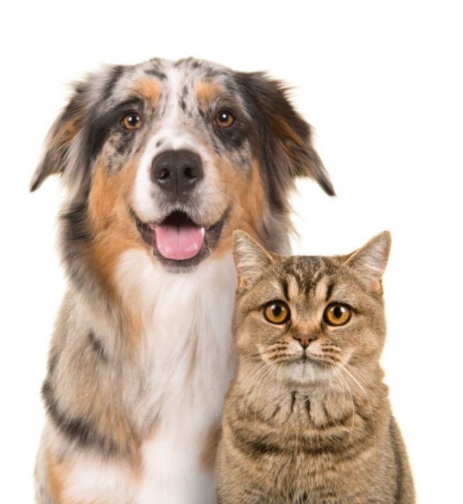 Screenshot 2025-04-26 144121 Two dogs and a cat laying together looking at screen