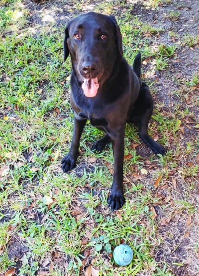 Pet Sitter