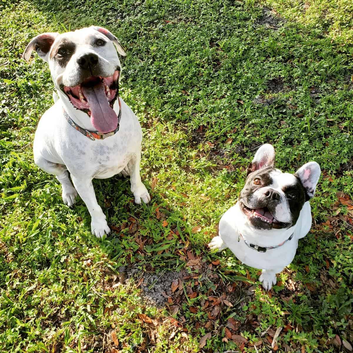 Dog #1 and #2