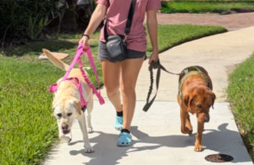 DOG WALKING