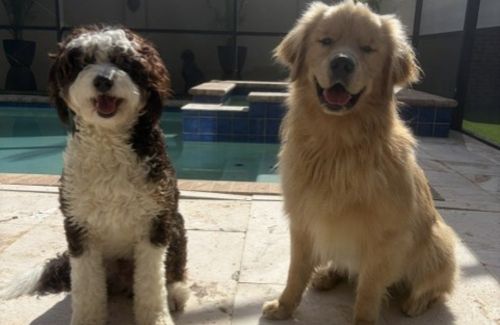  PET & HOUSE SITTING:
